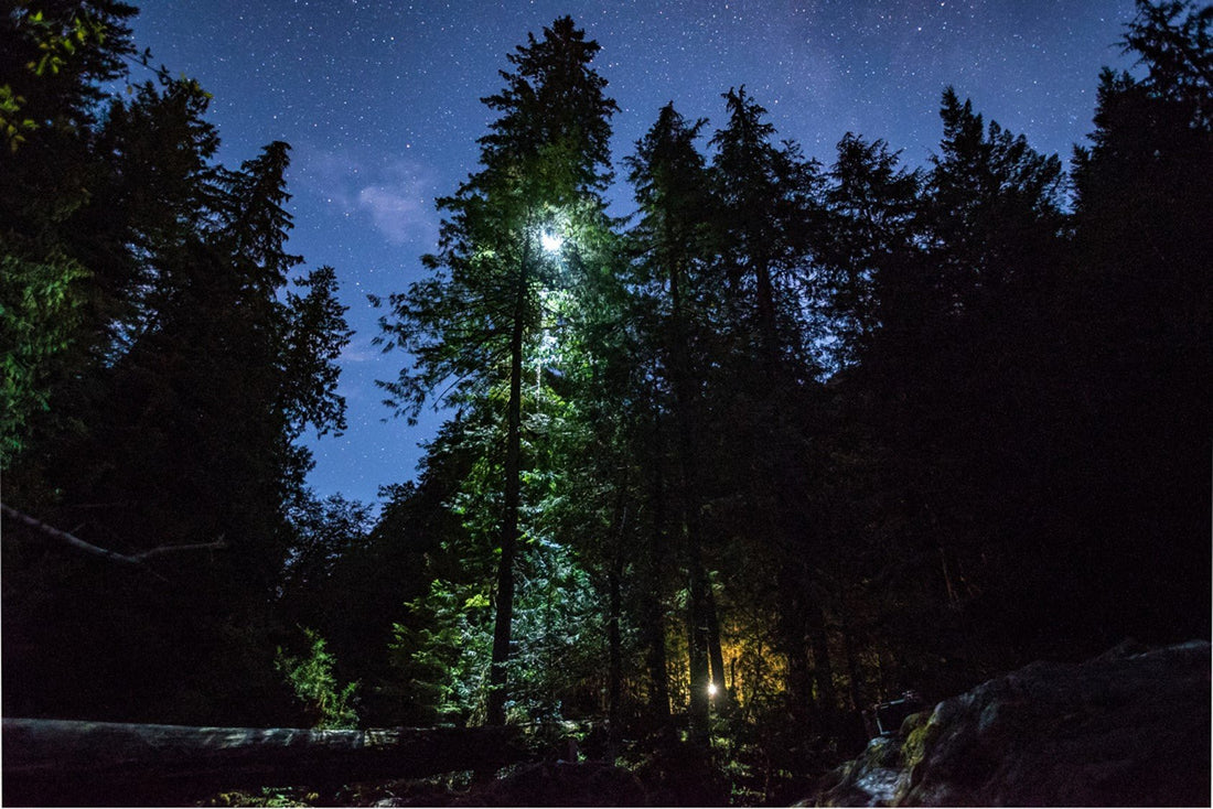 Expedition Old Growth - Arbortec Forestwear