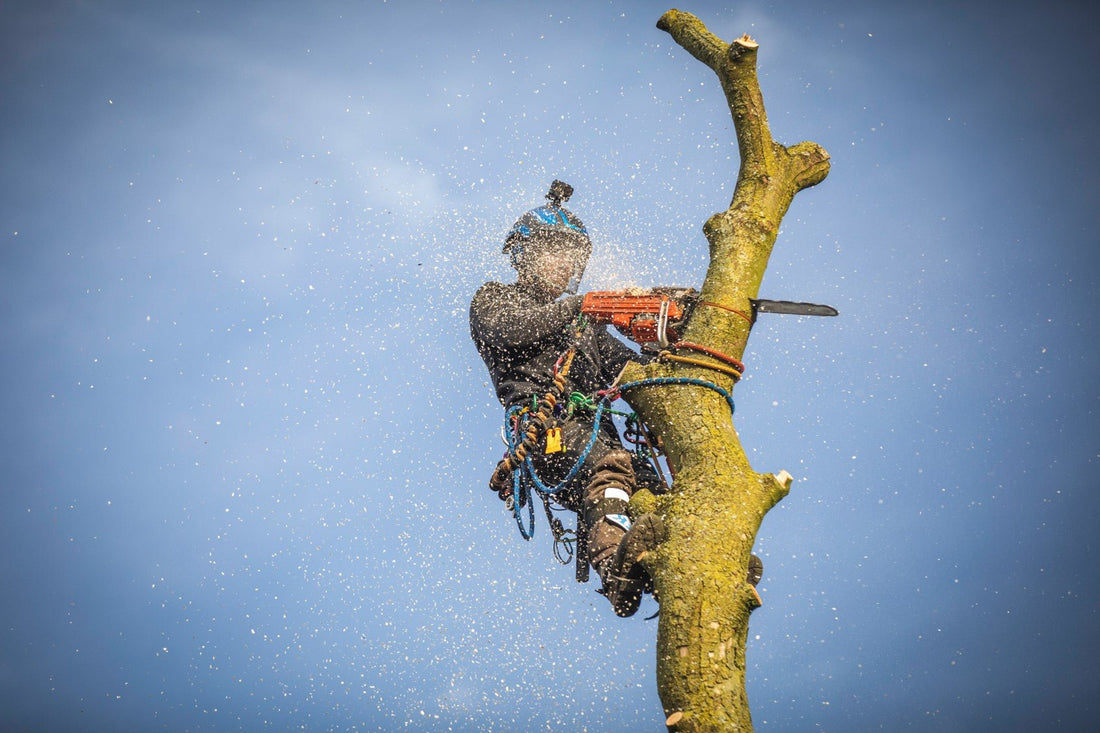 Two Rope Sycamore Takedown - Arbortec Forestwear