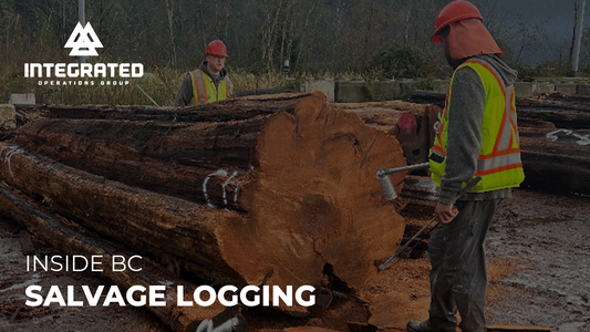 Inside BC Salvage Logging: Windthrow Recovery, Chainsaw Safety and Helicopter Extraction