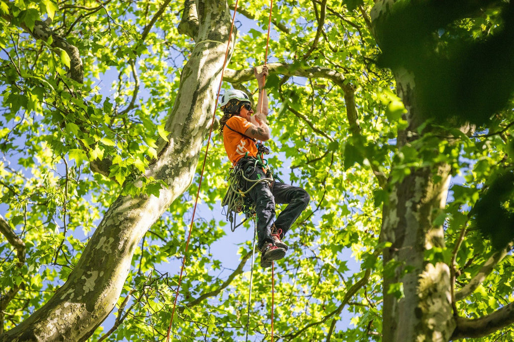 European Tree Climbing Championships - Arbortec Forestwear