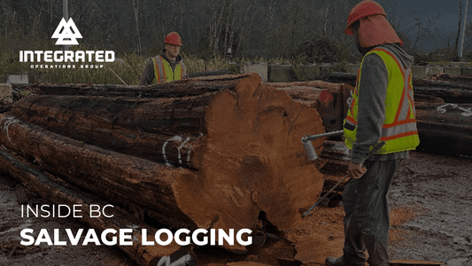 Inside BC Salvage Logging: Windthrow Recovery, Chainsaw Safety and Helicopter Extraction - Arbortec Forestwear