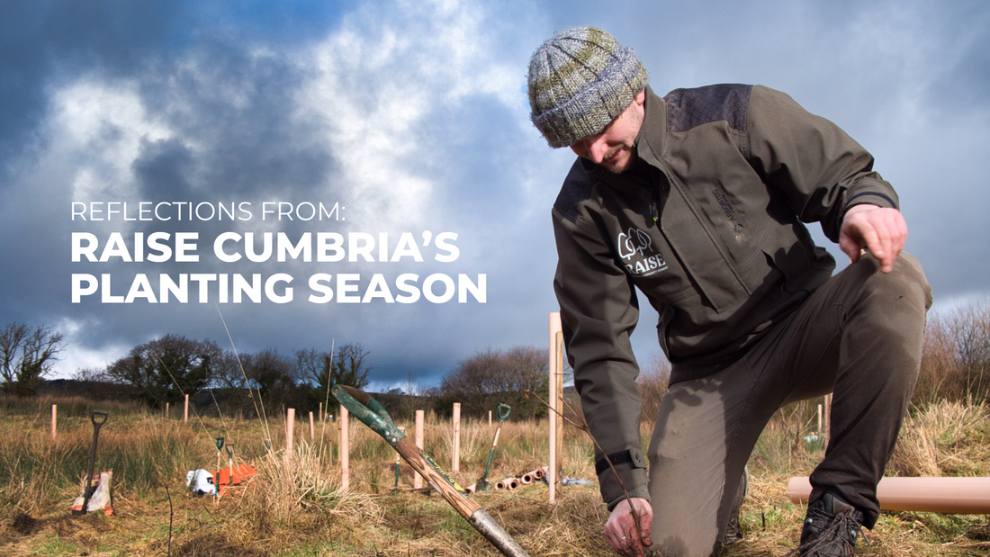 Raise: Cumbria Community Forest — Reflections from Planting Season
