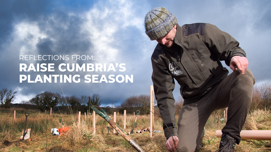 Raise: Cumbria Community Forest — Reflections from Planting Season